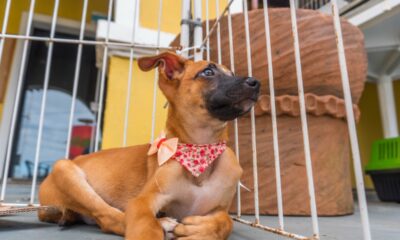 Bertioga, adoção de animais segue até 19 de dezembro