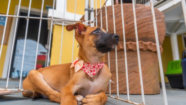 Bertioga, adoção de animais segue até 19 de dezembro