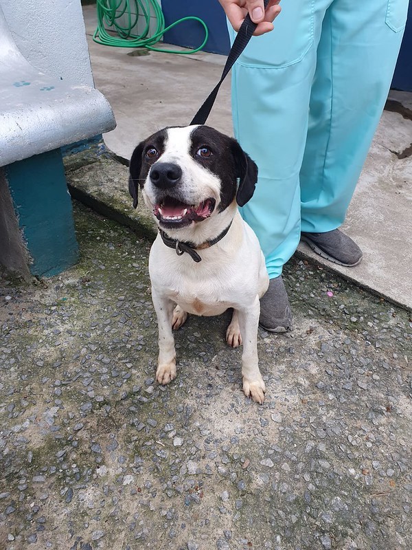 novembro azul canino em Guaruja