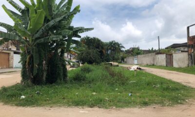 Esgoto a céu aberto coberto pelo mato